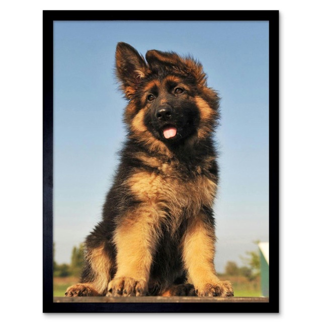 "Puppy German Shepherd Alsatian Photo Home Decor 12x16"" Framed Wall Art Print"
