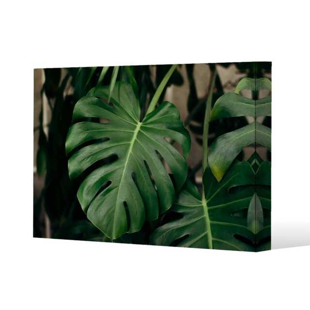 Monstera Leaves in home interior (Canvas Print) 152 x 101 x 4cm