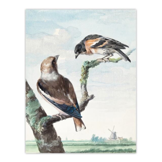 "Two Hawfinch Birds in Rural Landscape Schouman Wall Art Poster Print 12X16"""
