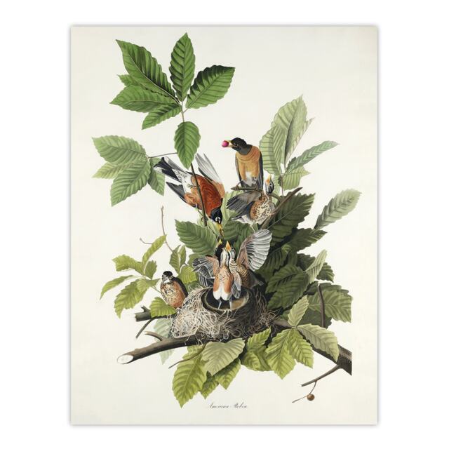 American Robin Birds Nest Audubon Nature Huge Wall Art Print 18X24 In