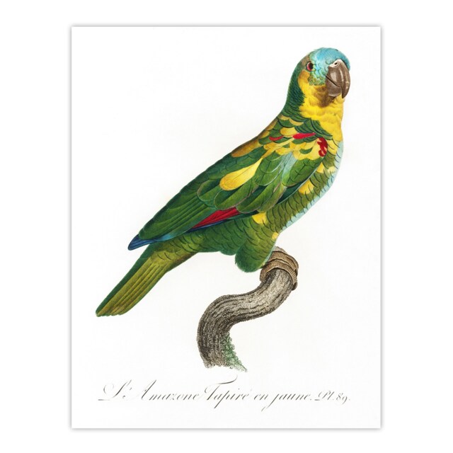 "The Turquoise Fronted Amazon Parrot Levaillant Huge Wall Art Poster Print 24X32"""