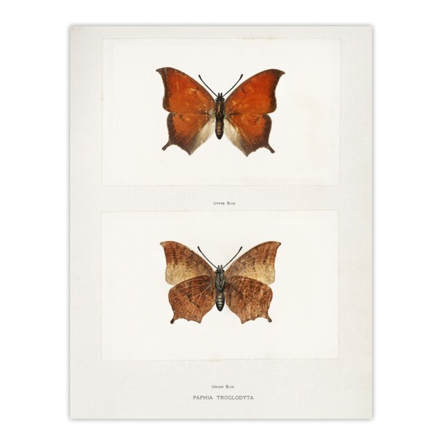 "Tropical Leafwing Butterfly Sherman Denton Wall Art Poster Print 12X16"""