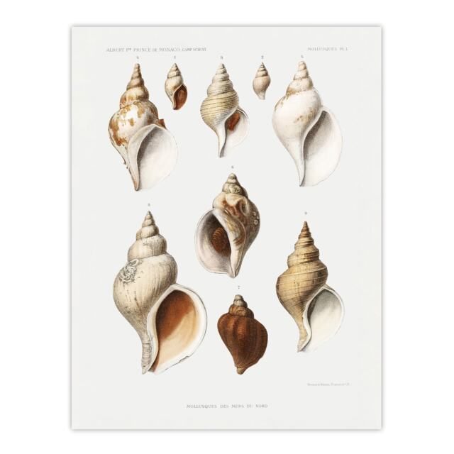 Molluscs of the Northern Seas Albert I Huge Wall Art Print 18X24 In