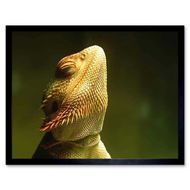"Lizard Bearded Dragon Reptile Photo Home Decor 12x16"" Framed Wall Art Print"