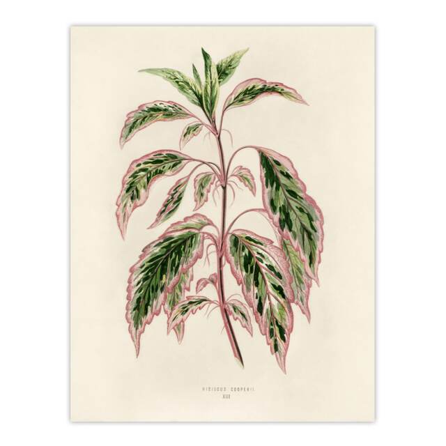 Vintage Botanical Rose Mallow Fawcett Wall Art Poster Print