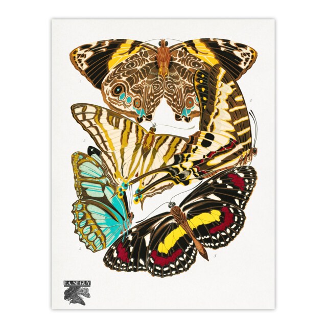 "Papillons Butterflies Vintage Wall Art Print Eugene Seguy 24x32"""