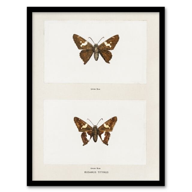 "Silver Spotted Skipper Butterfly Denton Framed Wall Art Print 12X16"""