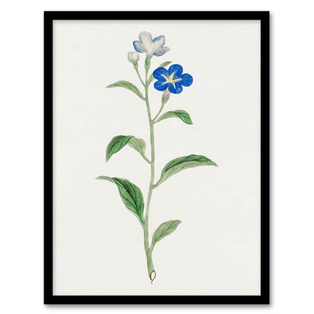 Vintage Japanese Botanical Framed Wall Art Print Blue Flower Home Décor