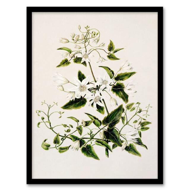 Sarah Featon Framed Wall Art New Zealand Pikiarero White Clematis Flowers