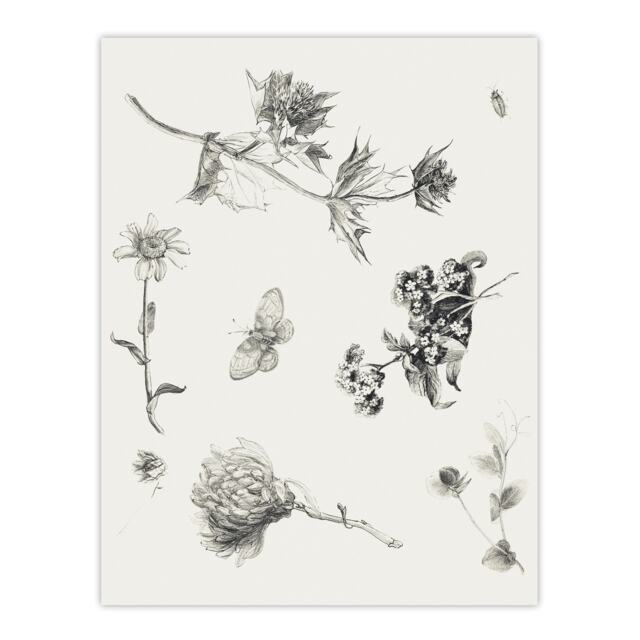 "Flowers Leaves Butterfly Drawing Vintage Wall Art Print Hoytema 24x32"""