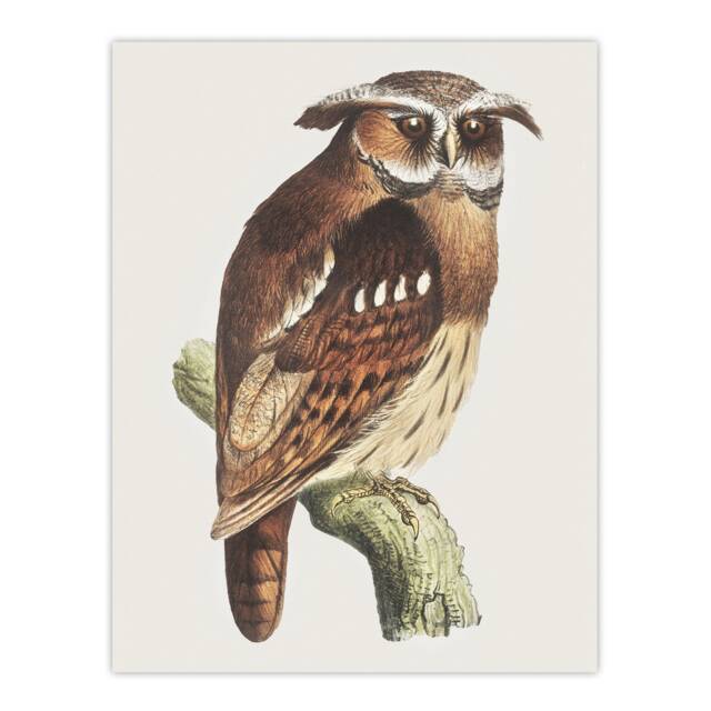 "Eagle Owl Perched on a Branch Vintage Wall Art Print van Hoytema 12x16"""