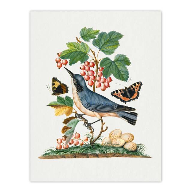 Warbler Bird and Red Admiral Butterfly Bolton Wall Art Poster Print