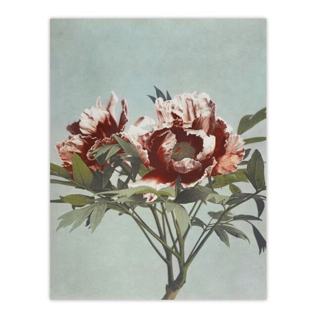 "Tree Peonies Pink Flower Blooms Vintage Wall Art Print Kazumasa 24x32"""