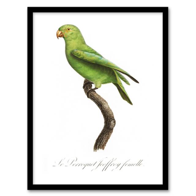 "The Red Cheeked Parakeet Francois Levaillant Framed Wall Art Print 12X16"""
