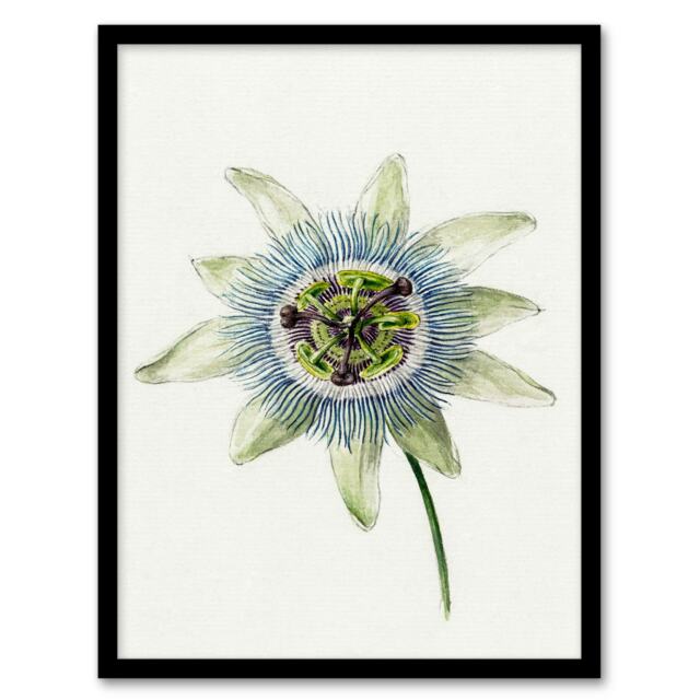 Jean Bernard Framed Wall Art Passion Flower Bloom Floral Drawing Home Décor