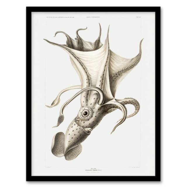 Carl Chun Cockeyed Squid Vintage Illustration Framed Wall Art Picture Print A4