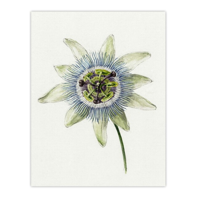 "Passion Flower Bloom Floral Drawing Bernard Huge Wall Art Poster Print 24X32"""
