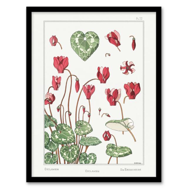 "Cyclamen Flower Plant Vintage Floral Framed Wall Art Print Verneuil 12x16"""