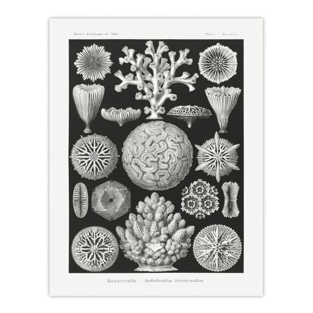 "Hexacorallia Marine Life Illustration Haeckel Huge Wall Art Poster Print 24X32"""