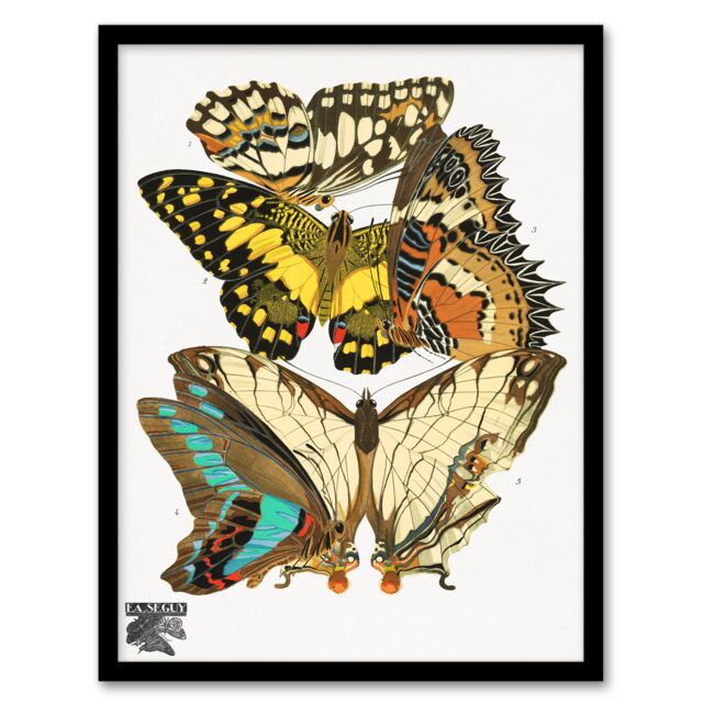 Eugene Seguy Framed Wall Art Print Papillons Butterflies Illustration Home Décor