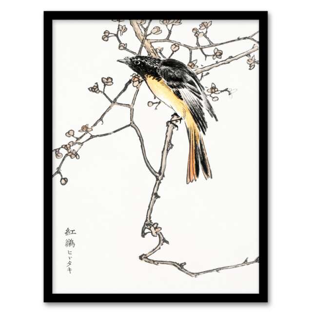 Numata Kashu Framed Wall Art Print Siberian Blue Tail Bird Japanese Home Décor