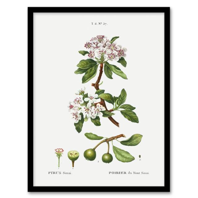 "Almond Leaved Pear Tree Redoute Vintage Framed Wall Art Print 12X16"""