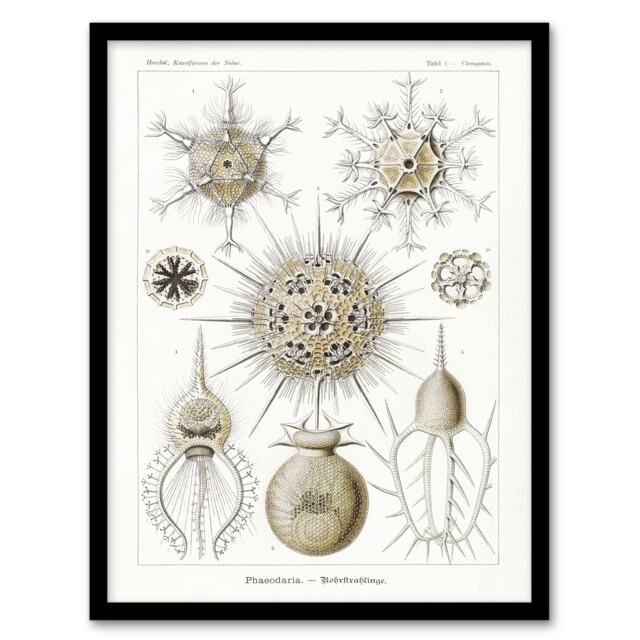 "Phaeodaria Amoeba Vintage Haeckel Botanical Framed Wall Art Print 12X16"""
