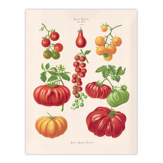 "Tomatoes or Love Apples Ernst Benary Wall Art Poster Print 12X16"""