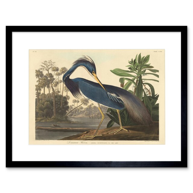 "Painting Bird Audubon Louisiana Heron 12x16"" Framed Wall Art Print"