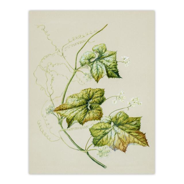 New Zealand Sicyos Australis Mawhai Plant Featon Huge Wall Art Print 18X24 In