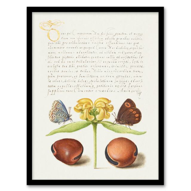 Model Book of Calligraphy Framed Wall Art Moths Jerusalem Sage and Beans