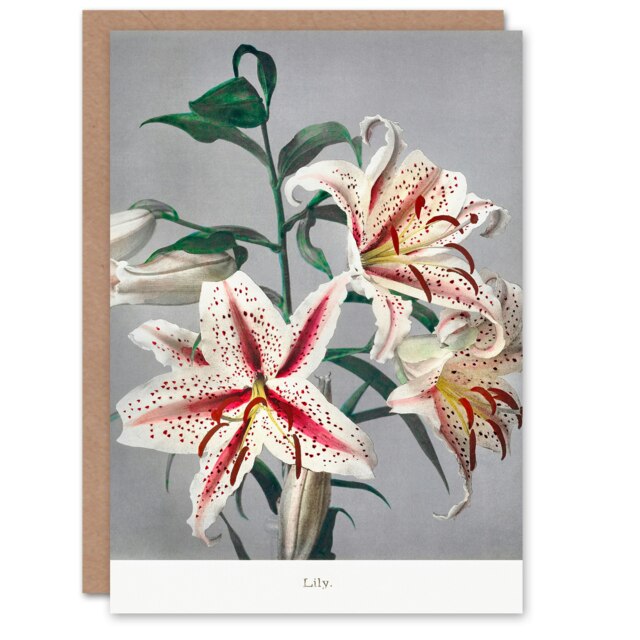 Ogawa Kazumasa Japanese Art Card White Pink Spotted Lilly Flowers
