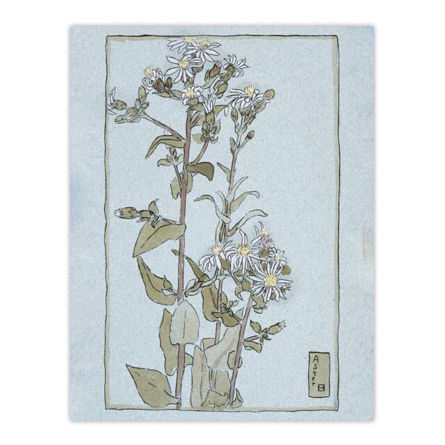 "Aster on Green Ground Vintage Wall Art Print Overbeck 24x32"""