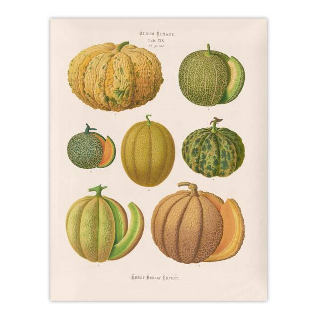 Melons Fruit Vintage Kitchen Ernst Benary Huge Wall Art Print 18X24 In