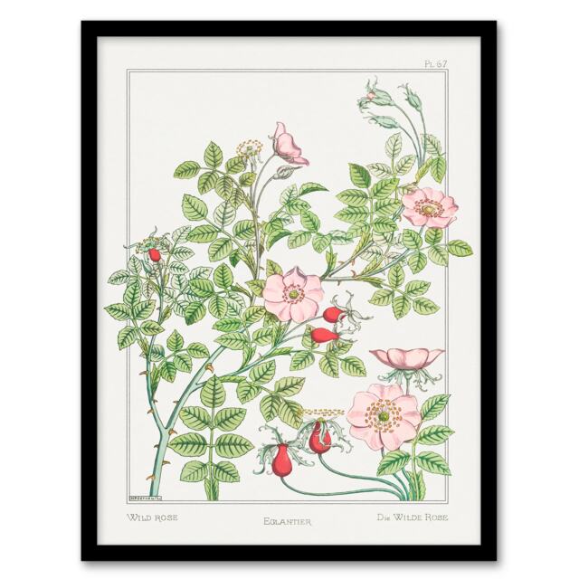 Maurice Pillard Verneuil Framed Wall Art Print Wild Rose Flower Home Décor