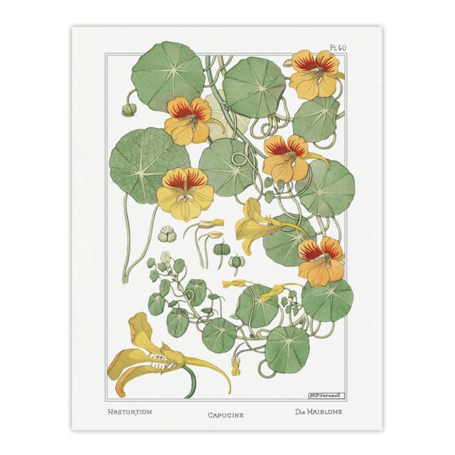 "Nasturtium Flower Vintage Floral Wall Art Print Verneuil 18x24"""