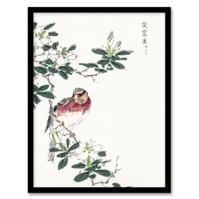"Long Tailed Rosefinch Japanese Japan Framed Wall Art Print Numata Kashu 12x16"""