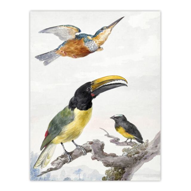 "Kingfisher Toucan Bird and a Sparrow Schouman Wall Art Poster Print 12X16"""