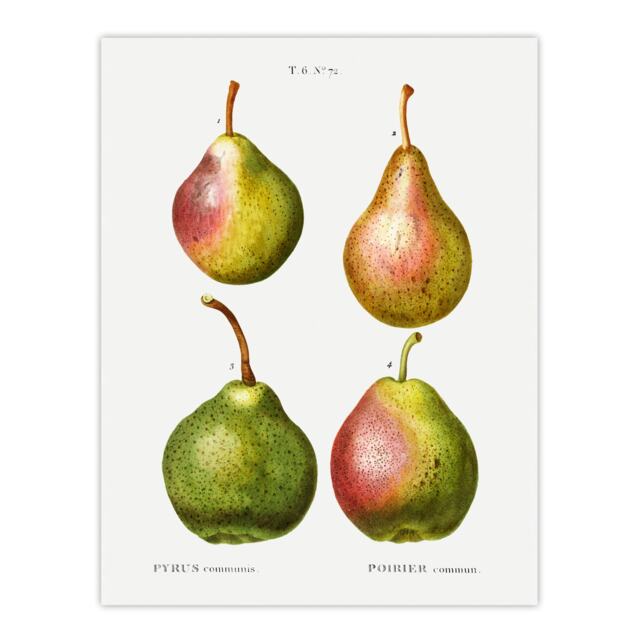 Pear Fruit Illustration Redoute Vintage Huge Wall Art Print 18X24 In