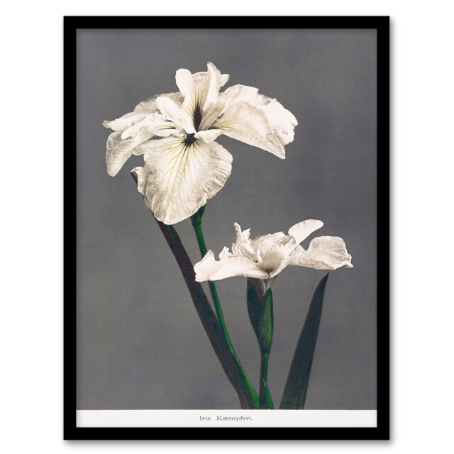 Ogawa Kazumasa Framed Wall Art Print White Water Iris Flowers Home Décor