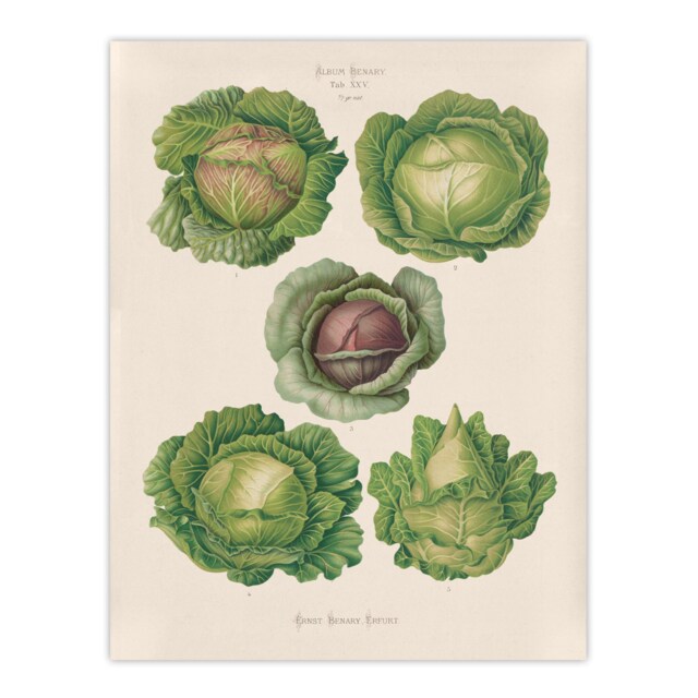 "Cabbages Botanical Kitchen Ernst Benary Huge Wall Art Poster Print 24X32"""