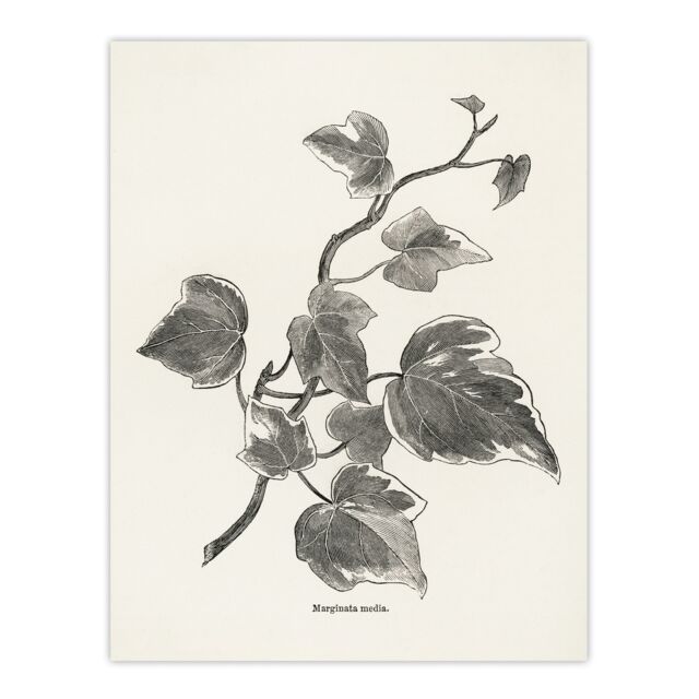 Vintage Botanical Marginata Ivy Hibberd Huge Wall Art Print 18X24 In