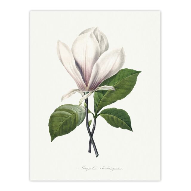 "Saucer Magnolia Flower Redoute Vintage Wall Art Poster Print 12X16"""