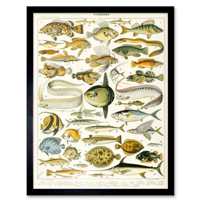 "Millot Encyclopedia Page Variety Sea Fish 12x16"" Framed Wall Art Print"