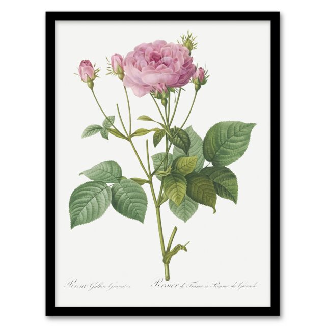"Gallic Rose Flower Illustration Redoute Vintage Framed Wall Art Print 12X16"""