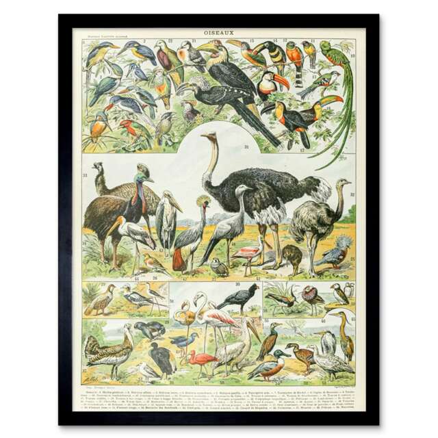 "Millot Encyclopedia Page Birds Ostrich Emu 12x16"" Framed Wall Art Print"