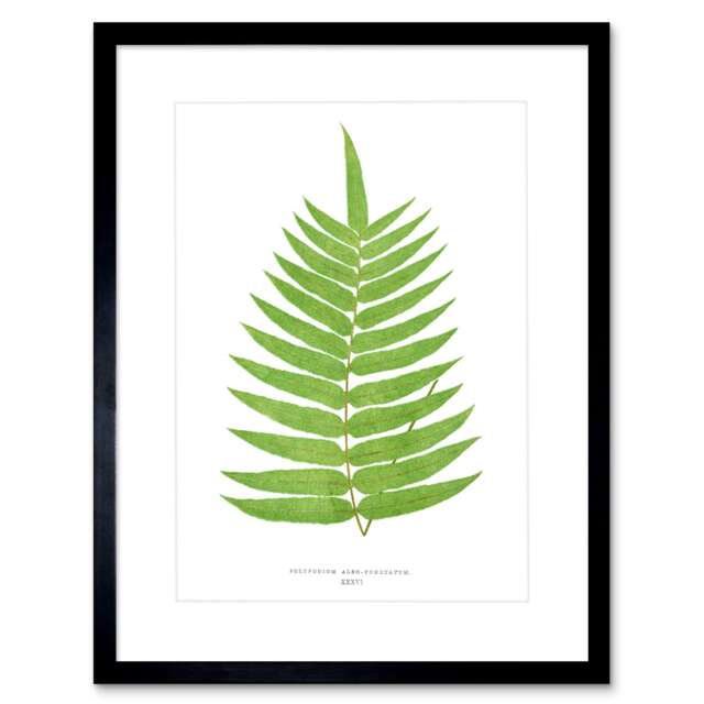 "Fern Leaf Botanical Polypodium Albo Vintage 9x7"" Black Framed Wall Art Print"