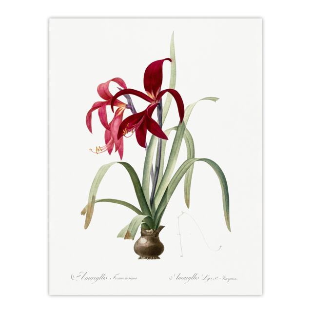 "Aztec Lily Botanical Redoute Vintage Wall Art Poster Print 12X16"""