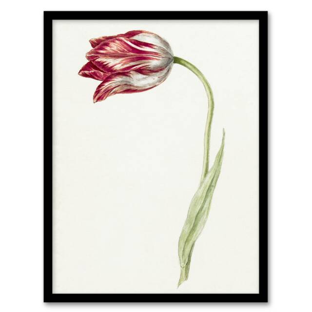 "Pink Tulip Flower Drawing Jean Bernard Vintage Framed Wall Art Print 12X16"""