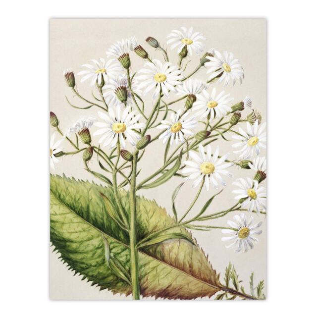 "New Zealand Brachyglottis Hectorii Daisies Featon Wall Art Poster Print 12X16"""